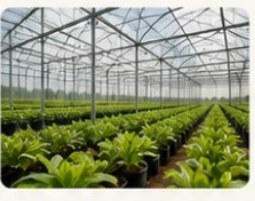 Greenhouse crop rows grown in cocopeat
