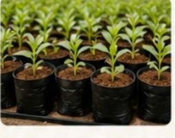 Nursery seedlings in cocopeat filled bags